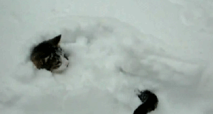 A cat is trapped in snow, with only its head and tail sticking out, swishing around.