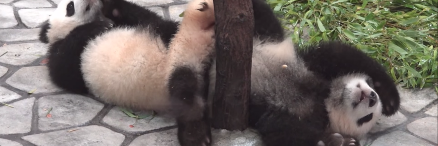 Two baby pandas laying on the ground next to a tree